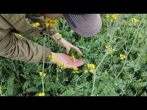 Видео: Вика рапс совместно.