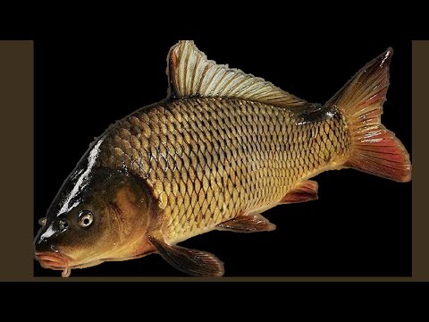 Видео: Старый острог карп чешуйчатый трофей 21:67