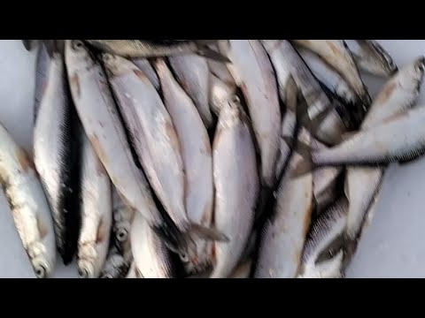 Видео: Рипус, ночная рыбалка на озере Якши