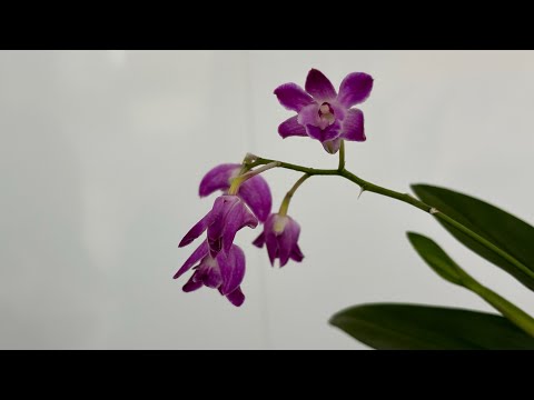 Видео: Пересадка голландского дендробиума Берри Ода. Во что и как посадить 🌿