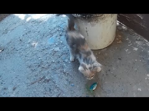 Видео: Секретная приманка на Змееголова