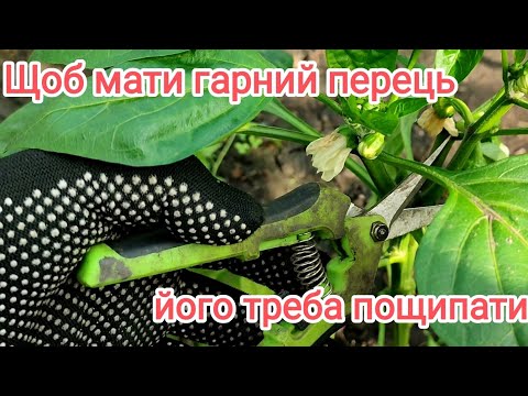 Видео: Формування та пасинкування перцю.