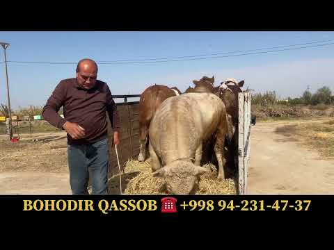 Видео: ГИГАНТ БУКАЛАР КЕЛДИ 🦬🦬 БАХОДИР КАССОБ ГЎШТХОНАСИ ХАЗОРАСП КАРВАК !!! 