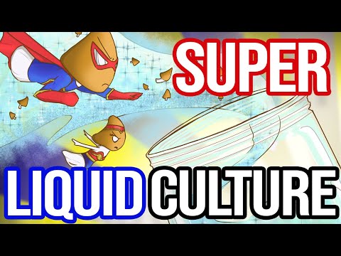 Видео: Супержидкая культура | Лучший рецепт для выращивания грибов