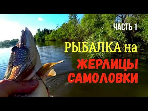 Видео: ЖЕРЛИЦЫ-САМОЛОВКИ В НОЧЬ! Часть 1: Постановка. Обрыбился сразу!