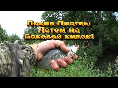 Видео: Летняя ловля Плотвы на Боковой кивок! На Микро-речке!