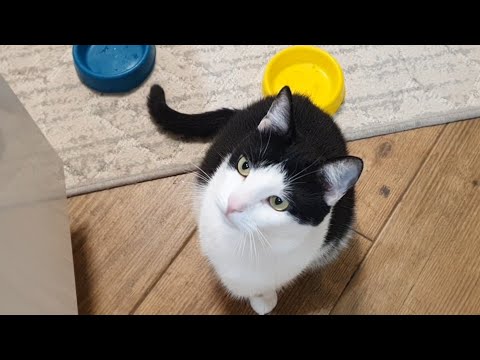 Видео: Сьогодні на вечерю в меню мʼясо 🥩🐈🐈‍⬛