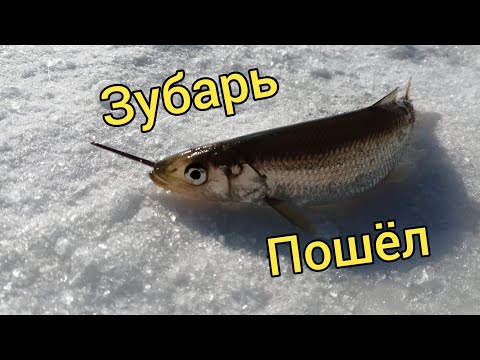 Видео: Зубарь пошёл! Корюшка зубатка. Сахалинская рыбалка & Sakhalin fishing