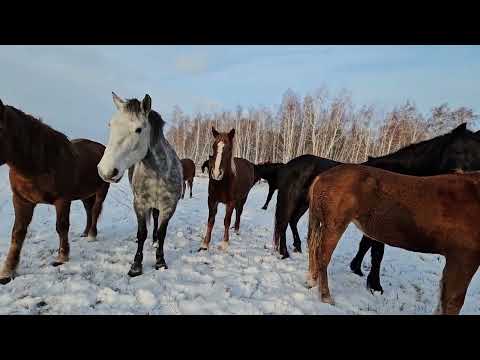 Видео: Жеребец Эфиоп. Мокрый снег не благоприятная погода для табунного коневодства.