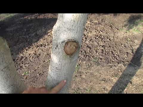 Видео: ОБРЕЗКА ОРЕХА В ОКТЯБРЕ