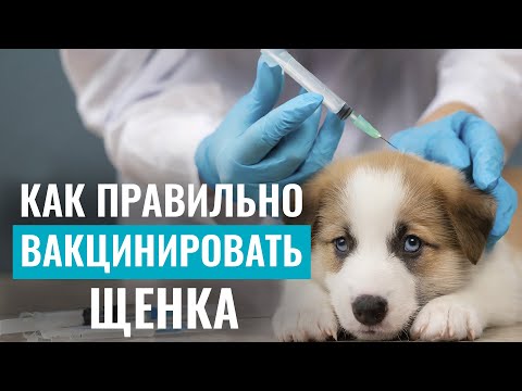 Видео: 💉ВАКЦИНАЦИЯ 2024: Как подготовить щенка к вакцинации В УСЛОВИЯХ ДЕФИЦИТА проверенных вакцин?