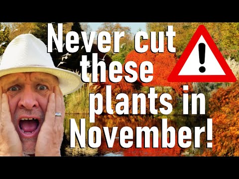 Видео: Никогда не обрезайте эти растения в ноябре