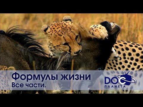 Видео: Формулы жизни - Все части -Документальный фильм