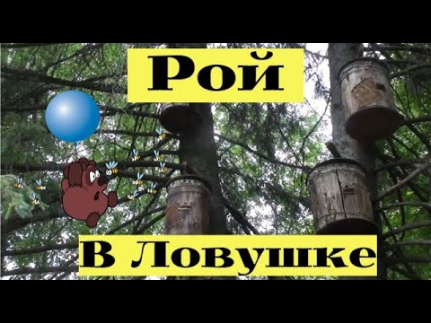 Видео: ПРОВЕРКА ловушек на ПЧЁЛ. ЕЩЕ ОДИН РОЙ В КОЛОДЕ #19