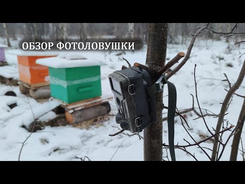 Видео: Обзор бюджетной китайской фотоловушки. Что удалось на неё снять.