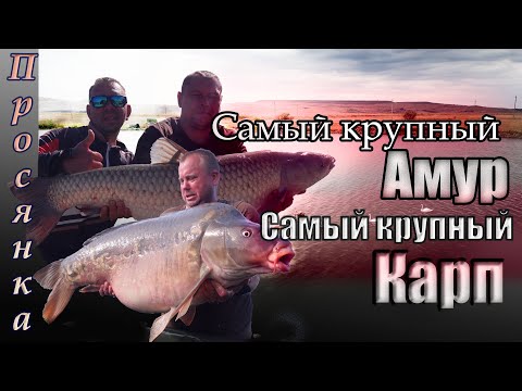 Видео: Просянка. оз. Разлив,  Самый крупный амур! Самый крупный карп!