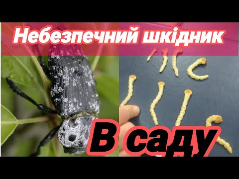 Видео: 8.10.25. Страшний шкідник що нищить все в садку.