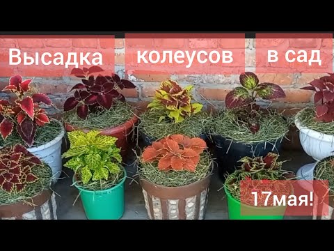 Видео: Высаживаем колеусы в сад/Стойка для цветов из коряги/Первые огурчики/
