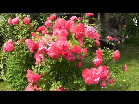 Видео: Черенкование роз / Размножаем розы / Розы из черенка / 6.08.2017