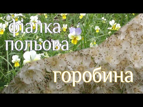 Видео: Фіалка польова Горобина