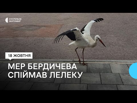 Видео: Лелека гуляв у центрі міста: Бердичівський міський голова допоміг спіймати птаха