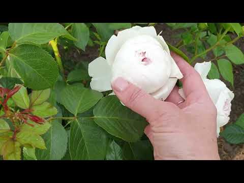 Видео: Розы Кордес 2023 часть 2