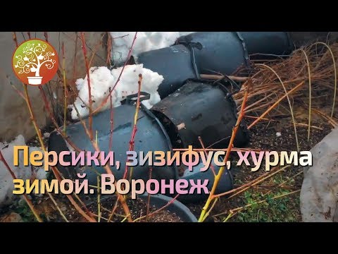 Видео: Как перезимовали персики, зизифус, гранат и хурма на улице.