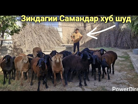 Видео: Шогирди тамбали Чорвобизнес яку якбора ба БИЗНЕСИ калон сар кард.