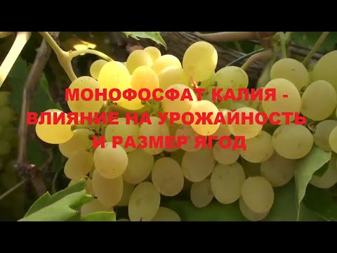 Видео: Монофосфат калия. Влияние на качество ягод и урожайность винограда. Результаты научного исследования