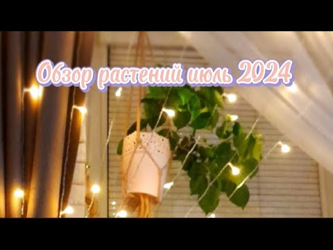 Видео: Обзор растений с кухни июль 2024