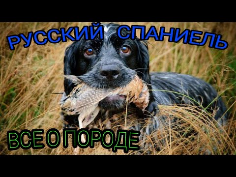 Видео: РУССКИЙ ОХОТНИЧИЙ СПАНИЕЛЬ-ВСЕ О ПОРОДЕ!