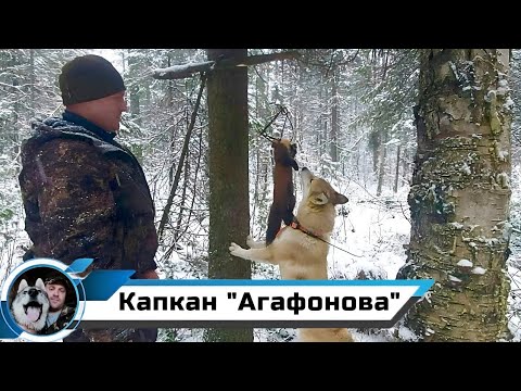 Видео: ПРОМЫСЕЛ КУНИЦЫ КАПКАНАМИ/КАПКАН "АГАФОНОВА" СНОВА В ДЕЛЕ!