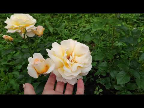 Видео: Розы в Подмосковье. Более 50 сортов роз в ролике... Названия, внешний вид, мои впечатления