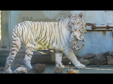 Видео: Игривые близнецы не сидят на месте… мама наконец сдалась 🤣