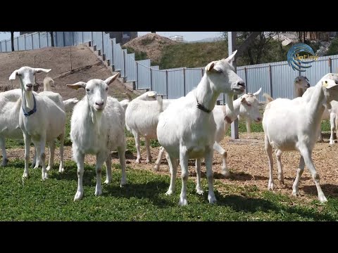 Видео: ҚАЗАҚСТАНДАҒЫ ЕШКІ СҮТІН ӨНДІРЕТІН ЖАЛҒЫЗ ФЕРМА / AGROLIFE / 16.06.2023