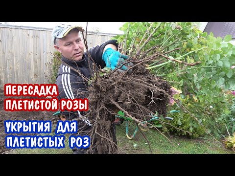 Видео: Пересадка плетистой розы. Подготовка плетистых роз к зиме. РАБОЧИЙ ВЛОГ.