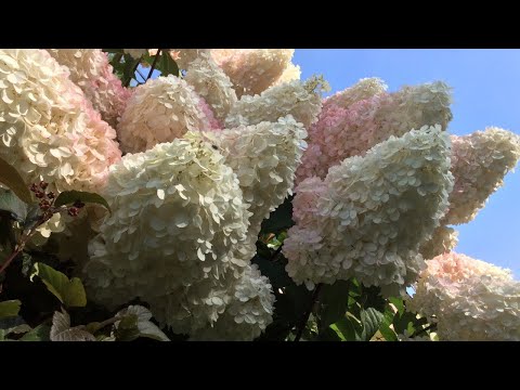 Видео: Гортензии 21.08.2022.