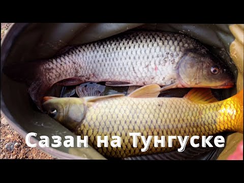 Видео: Николаевка. Тунгуска. Вода на подъем, но рыба ловится.