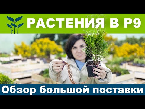 Видео: РАСТЕНИЯ В ГОРШКЕ P9 | Обзор большой поставки!