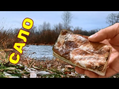 Видео: ЭТА РЫБА ЛЮБИТ САЛО! Реакция рыбы. Подводное видео