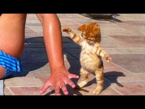 Видео: Котята самые милые в мире 🤣