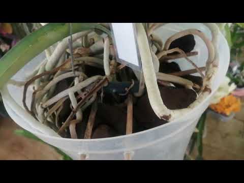 Видео: Уход за моими вандами. Часть 1