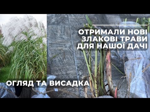 Видео: Отримали нові злакові трави для нашої дачі. Огляд та висадка