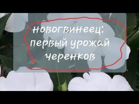 Видео: Перевалка черенков бальзамина новогвинейского.