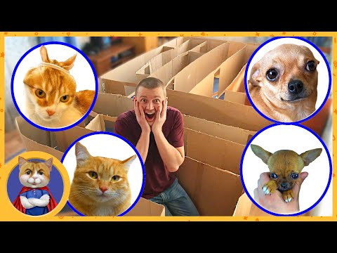 Видео: ОГРОМНЫЙ лабиринт для котов и собак! ЧЕЛЛЕНДЖ собаки против котов кто окажется умнее и найдет выход?