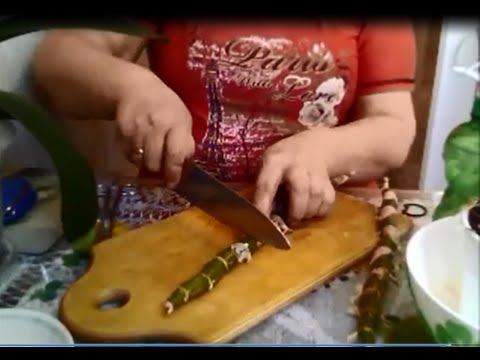 Видео: Орхидея Дендробиум! Размножаем черенками!