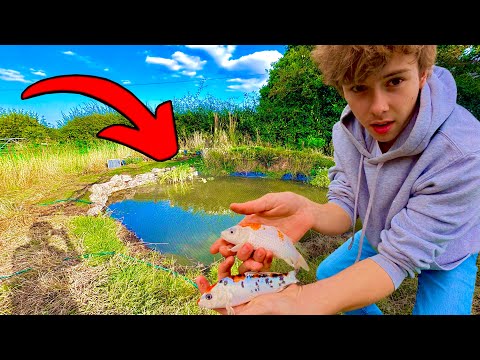 Видео: Я заказал онлайн двух японских кои для пруда!