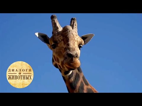 Видео: Зоопарки Чехии. 3 серия / Диалоги о животных