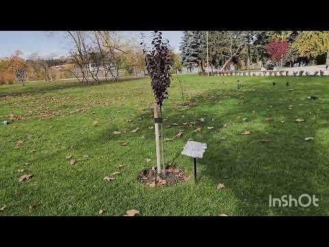 Видео: На Скулянке , приехала в парк.28 октября 2025