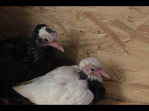 Видео: ВАКЦИНАЦИЯ ГОЛУБЕЙ . МОЙ ЛИЧНЫЙ ОПЫТ .